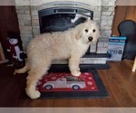 Small Photo #8 Goldendoodle-Poodle (Standard) Mix Puppy For Sale in PEYTON, CO, USA