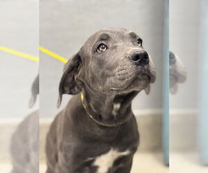Great Dane-Unknown Mix Dogs for adoption in Las Vegas, NV, USA