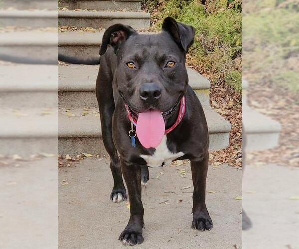 Medium Photo #2 American Pit Bull Terrier-Labrador Retriever Mix Puppy For Sale in Sacramento, CA, USA