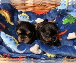 Small Photo #18 Yorkshire Terrier Puppy For Sale in BRIDGETON, NJ, USA