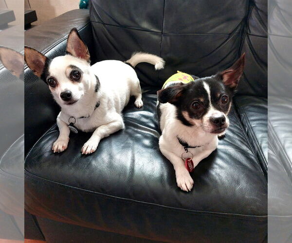Medium Photo #3 Chihuahua-Unknown Mix Puppy For Sale in Wakefield, RI, USA