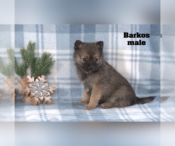 Medium Photo #2 Alaskan Klee Kai-Pomsky Mix Puppy For Sale in CLARE, MI, USA