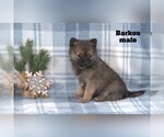 Small #1 Alaskan Klee Kai-Pomsky Mix
