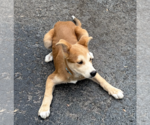 Small Photo #6 Siberian Husky-Unknown Mix Puppy For Sale in Oakhurst, NJ, USA