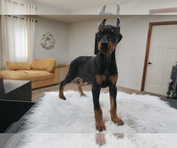 Medium Photo #7 Doberman Pinscher Puppy For Sale in WARSAW, IN, USA