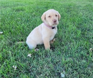 Labrador Retriever Puppy for sale in UNION CITY, OH, USA