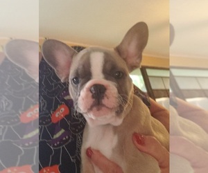 French Bulldog Puppy for sale in CAPE CORAL, FL, USA