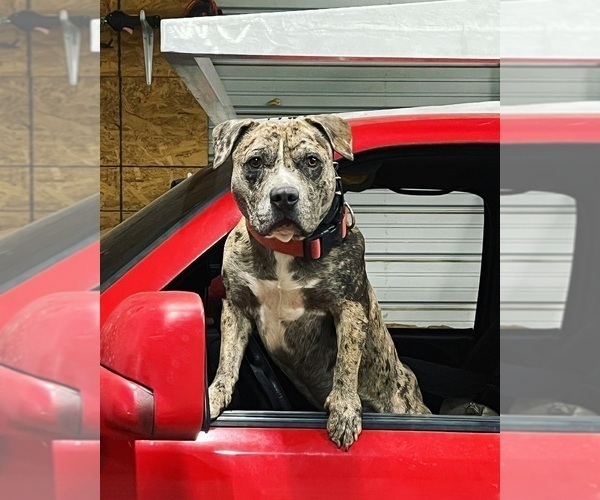 Medium Photo #1 American Bully Puppy For Sale in SPARTANBURG, SC, USA