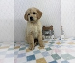 Small #3 Golden Retriever