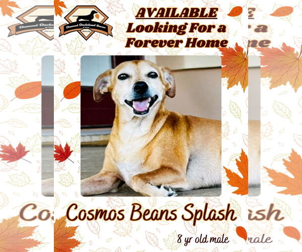 Medium Photo #6 Chiweenie Puppy For Sale in San Antonio, TX, USA