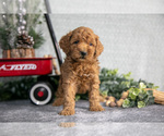 Puppy Vincent Goldendoodle (Miniature)