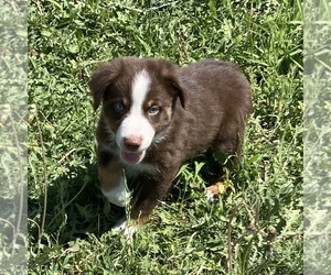 Miniature Australian Shepherd Puppy for sale in FORT MORGAN, CO, USA
