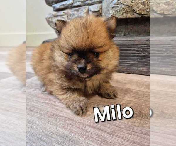 Medium Photo #1 Pomeranian Puppy For Sale in Winnipeg, Manitoba, Canada