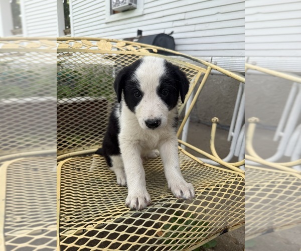 Medium Photo #5 Pyrenees Border Collie Puppy For Sale in MOUNT PLEASANT, IA, USA