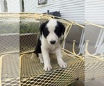 Small #4 Pyrenees Border Collie