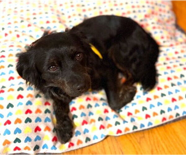 Medium Photo #4 Chihuahua-Colonial Cocker Spaniel Mix Puppy For Sale in Milwaukie, OR, USA