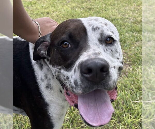Medium Photo #2 American Bulldog-Pointer Mix Puppy For Sale in Fort Pierce, FL, USA