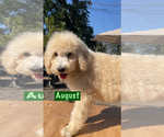 Small Photo #1 Poodle (Standard) Puppy For Sale in EXETER, CA, USA