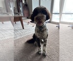Small Photo #1 Portuguese Water Dog Puppy For Sale in NAMPA, ID, USA