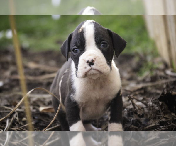 Medium Photo #9 Boxer Puppy For Sale in SHIPSHEWANA, IN, USA