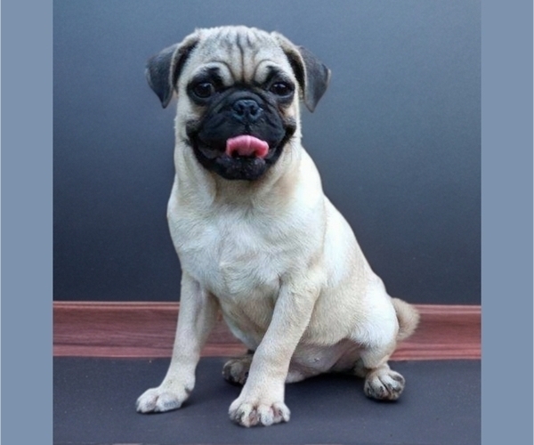 Medium Photo #1 Pug Puppy For Sale in JACKSON, MS, USA