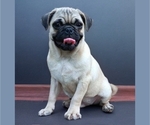 Small Photo #1 Pug Puppy For Sale in JACKSON, MS, USA