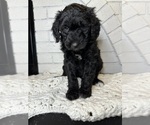 Small Photo #25 Aussiedoodle Puppy For Sale in LA CRESCENT, MN, USA