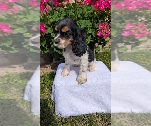 Medium Photo #5 Cocker Spaniel Puppy For Sale in GOSHEN, IN, USA