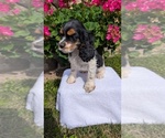 Small #4 Cocker Spaniel