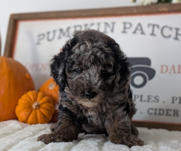 Medium Photo #7 Poodle (Miniature) Puppy For Sale in GOSHEN, IN, USA