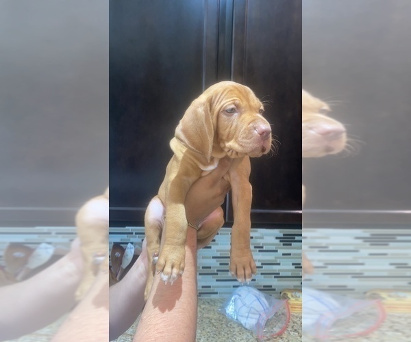 Medium Photo #7 Vizsla Puppy For Sale in SAN ANTONIO, TX, USA