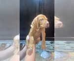 Small #6 Vizsla