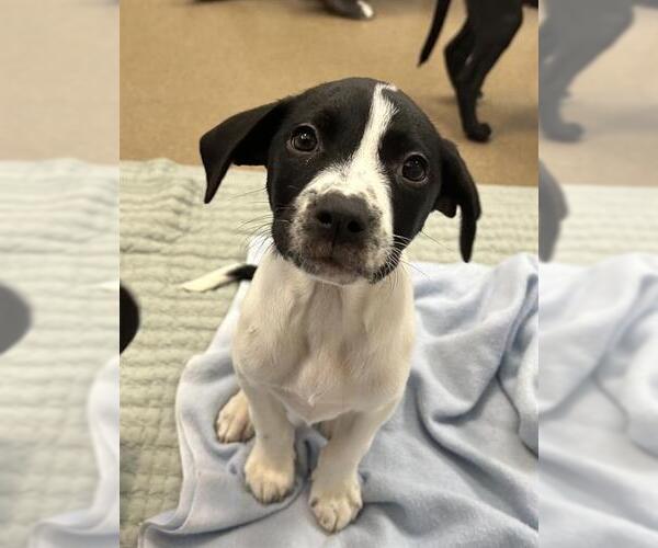 Medium Photo #1 Mutt Puppy For Sale in Fort Wayne, IN, USA