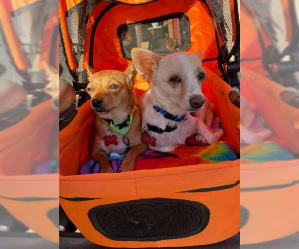 Medium Photo #9 Chihuahua-Unknown Mix Puppy For Sale in San Diego, CA, USA