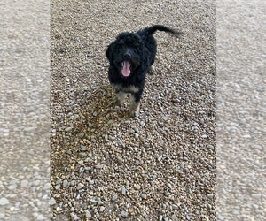 Bernedoodle Dog for Adoption in BREMEN, Alabama USA