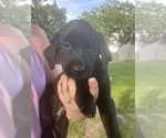 Small Photo #1 Labrador Retriever Puppy For Sale in EDEN VALLEY, MN, USA