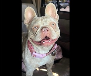 Mother of the French Bulldog puppies born on 12/20/2025