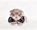 Puppy Fynn Chihuahua