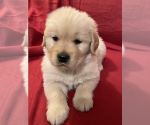 Golden Retriever Puppy for sale in ASHFIELD, MA, USA