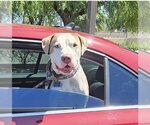 Small American Pit Bull Terrier Mix