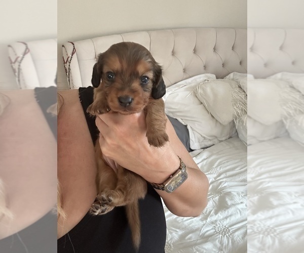 Medium Photo #4 Dachshund Puppy For Sale in SAN DIEGO, CA, USA