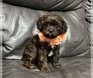 Cavapoo Puppy for sale in CAMPBELLSVILLE, KY, USA