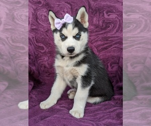 Siberian Husky Puppy for sale in QUARRYVILLE, PA, USA