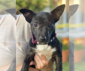 Chihuahua-Unknown Mix Dogs for adoption in Mount Laurel, NJ, USA
