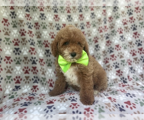 Medium Photo #4 Cock-A-Poo Puppy For Sale in LAKELAND, FL, USA