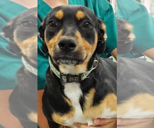 Mutt Dogs for adoption in Royal Palm Beach, FL, USA