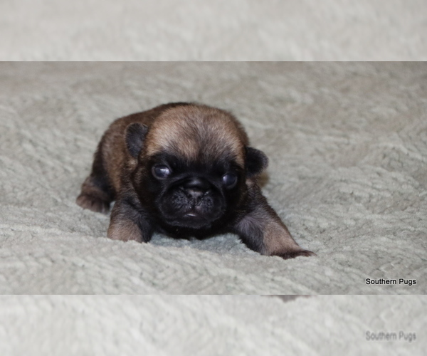 Medium Photo #4 Pug Puppy For Sale in WINNSBORO, TX, USA