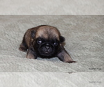Small #3 Pug