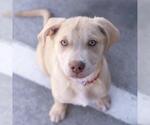 Small #19 Labrador Retriever Mix