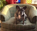 Small #1 French Bulldog